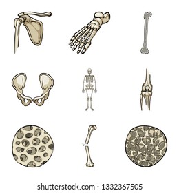 Vector illustration of bone and skeleton symbol. Collection of bone and human stock symbol for web.