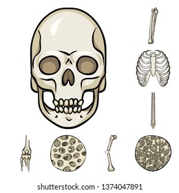 Vector illustration of bone and skeleton symbol. Set of bone and human stock vector illustration.