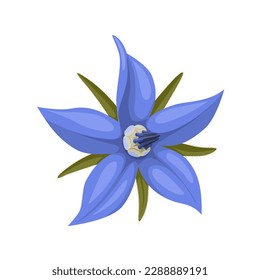 Vector illustration, Borage also known as star flower, isolated on white background.