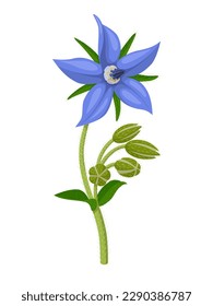 Vector illustration, Borage also known as star flower, isolated on white background.