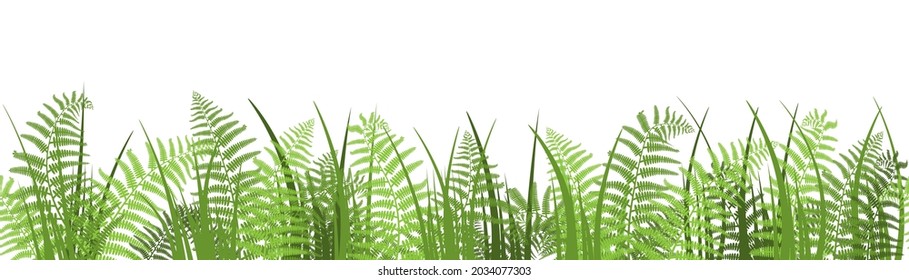 Vector illustration, border of fern on a white background, cartoon decorative seamless strip for summer and autumn season, design for cosmetics, homedesign, ecology