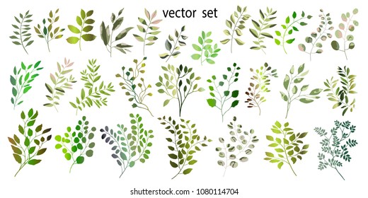 Vector illustration. Botanical collection. A set of green twigs , wild and garden herbs, ornamental leaves. Spring-summer.