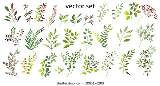 Vector illustration. Botanical collection. A set of wild and garden herbs. Leaves, branches and other natural elements.