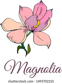 Vector illustration. Botanical drawing of blooming magnolia in black lines with painted petals in pink. Hand painted. Elements for design, print, card, etc.