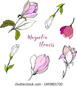 Vector illustration. Botanical drawing of blooming magnolias in black lines with permanently colored petals in pink. Hand painted. Elements for design, print, card, etc.