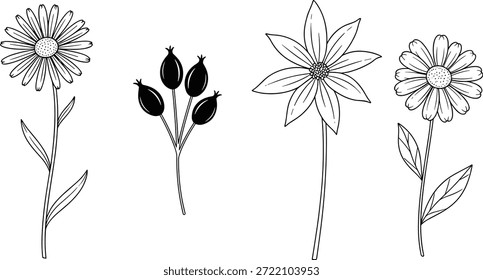 Vector illustration of botanical flower stems, black and white sketch for nature,Vector illustration of botanical flower stems, black and white sketch for nature,