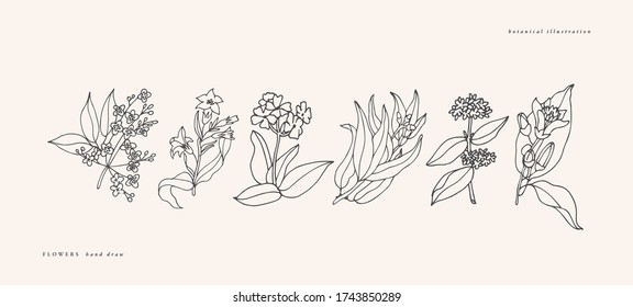Vector illustration botanical herbs - vintage engraved style. Sandalwood, tobacco, verbena, eucalyptus, patchouli and citrus bergamia