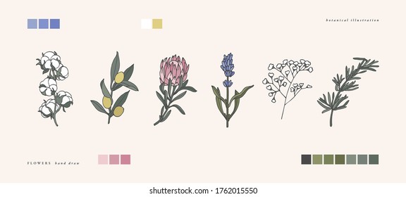 Vector illustration botanical herbs - vintage engraved style. Cotton, olive branch, protea, lavender, gypsophila and rosemary