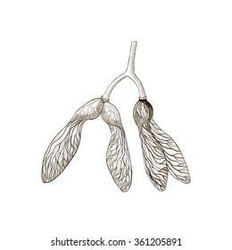 Vector illustration. Botanical illustration - maple seeds.