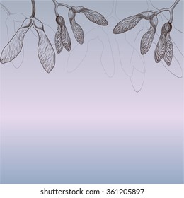 Vector illustration. Botanical illustration - maple seeds.