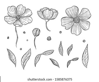 Vector illustration of botanical set. Wild rose hip or rosehip blooming flowers, buds, branches, petals, berries. Natural herb, cosmetics and skincare ingredient. Vintage hand drawn style.