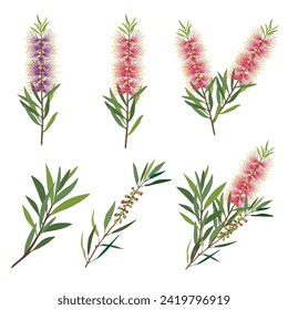 vector illustration of bottle brush flower