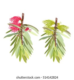 Vector Illustration of Bottle Brush flowers and banches