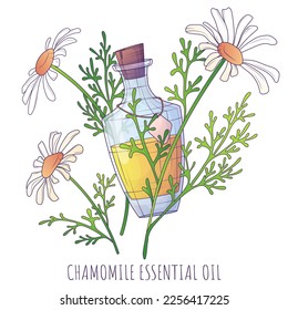 Vector illustration of bottle of essential oil, chamomile flowers. Glass bottle. Cosmetic, perfumery, aromatherapy.