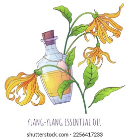 Vector illustration of bottle of ylang- ylang essential oil. Glass bottle with cork. Cananga odorata flowers. For cosmetics, perfumery, aromatherapy.