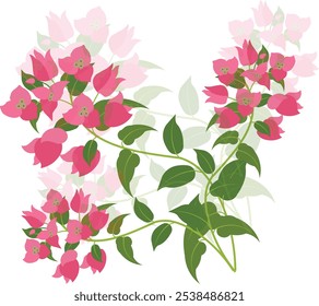 Vector illustration of bougainvillea flowers