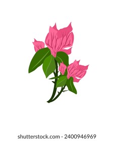 vector illustration of bougainvillea flowers on a white background