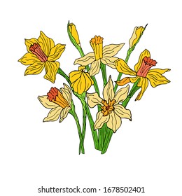Ilustración vectorial de un ramo de daffodils. Ilustración vectorial dibujada a mano aislada en fondo blanco. Colores amarillo, naranja y verde. Esquema negro. Flores de primavera.