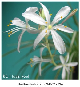 Vector illustration of bouquet of flover
