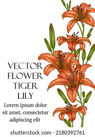 Vector illustration of a bouquet of orange lilies