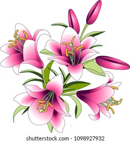 vector illustration, bouquet of pink lily flowers, flowers and buds.
Drawing for printing on fabric, cards, invitations, ornaments