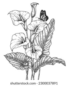 Vector illustration of a bouquet of zantedeschia flowers in engraving style