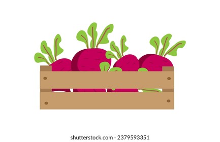 Vector illustration box with beet isolate on white , harvesting autumn and summer vitamins, season vegetable ,healthy and tasty food, bio and eco. Illustration for different design uses .