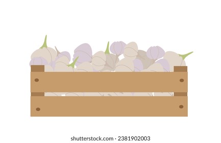 Vector illustration box with garlic isolate on white , harvesting autumn vitamins, season vegetable ,healthy and tasty food, bio and eco. Illustration for different design uses .