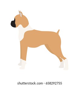 Vector illustration of boxer dog. Isolated on white background.