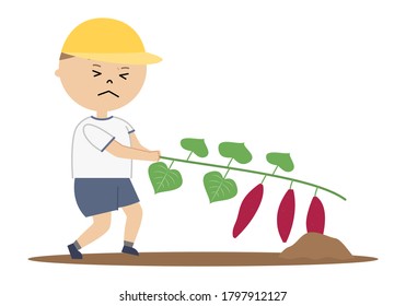 Vector illustration of boy digging sweet potatoes