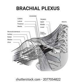 Vector illustration. BRACHIAL PLEXUS scheme