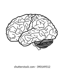 Vector illustration of brain  