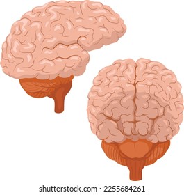 Vector illustration of brain human organ, body part isolated on white background