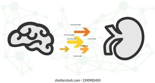 vector illustration of brain and kidney for psychological influence on hormones and urine production