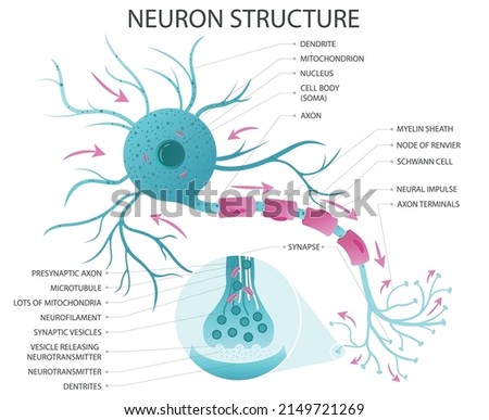 Vector illustration of brain neuron and synapse anatomy. Illustration of the structure of a neuron and a synapse. Medical vector illustration.