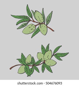 Vector illustration of a branch of an almond tree. Almonds in shell, leaves isolated on the grey background. Design element, sticker.