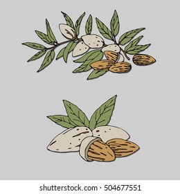 Vector illustration of a branch of an almond tree. Almonds with kernels, leaves isolated on the grey background. Design element, sticker.