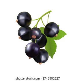 Vector illustration of a branch of black currant on a white isolated background. Template for postcard, poster, web design.