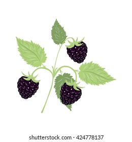 Vector illustration of a branch of BlackBerry. Berries of BlackBerry on a white background