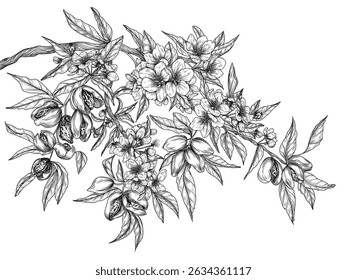 Vector illustration of a branch of blooming almonds in engraving style. Nut graphic tree. Decoration lineart of a healthy snack