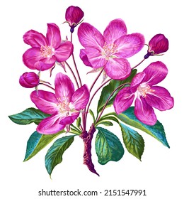 Vector illustration with branch of blooming apple tree. Realistic, highly detailed pink flowers, leaves and buds isolated on white background. Clip art element for your design, cards, textiles.