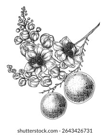 Vector illustration of a branch of blooming Brazil nut in engraving style. Nut graphic tree. Decoration lineart of a healthy snack	