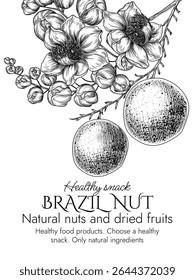 Vector illustration with a branch of blooming Brazil nut in engraving style. Graphic banner with nuts on a tree. Template with the cultivation of a healthy snack