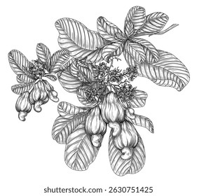 Vector illustration of a branch of blooming cashew in engraving style. Nut graphic tree. Decoration lineart of a healthy snack	