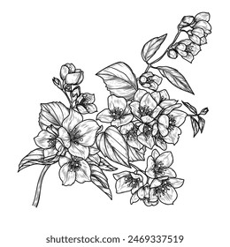 Vector illustration of a branch of blooming jasmine in engraving style