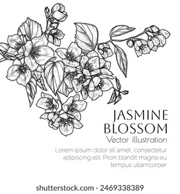 Vektorillustration eines Zweiges von blühendem Jasmin im Gravierstil