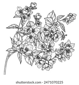 Vector illustration of a branch of blooming jasmine in engraving style