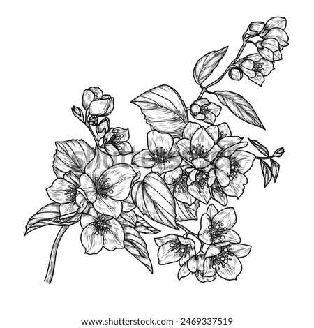 Vector illustration of a branch of blooming jasmine in engraving style