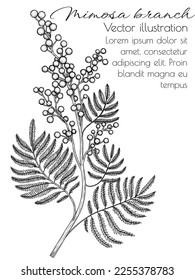 Vector illustration of a branch of blooming mimosa in the style of engraving