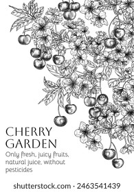Vector illustration of a branch of blossoming cherry and berries in engraving style	